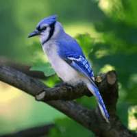 Blue Jay Wallpapers HD on 9Apps