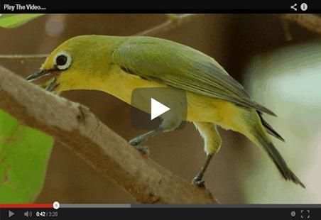 Suara Burung Pleci Lombok screenshot 2
