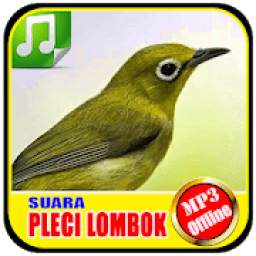 Suara Burung Pleci Lombok 1.0