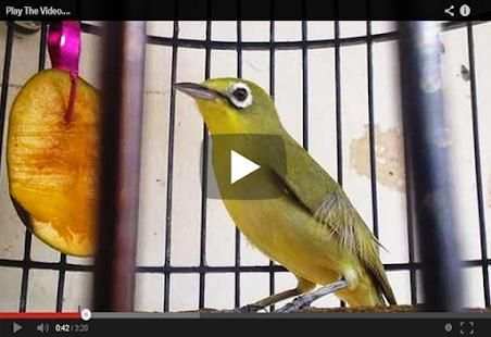 Suara Burung Pleci Lombok screenshot 1