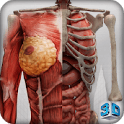 Female 3d anatomy - VR Atlas आइकन