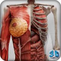 Female 3d anatomy - VR Atlas on 9Apps