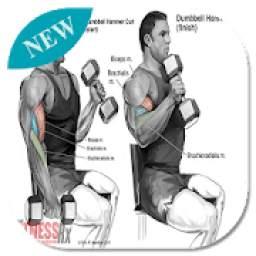 Arm Workout - Biceps Exercise