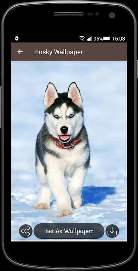 Husky Wallpaper screenshot 1