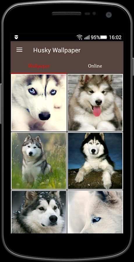 Husky Wallpaper screenshot 5