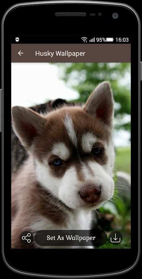 Husky Wallpaper screenshot 3