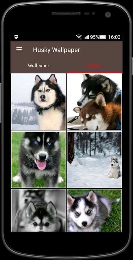 Husky Wallpaper screenshot 4