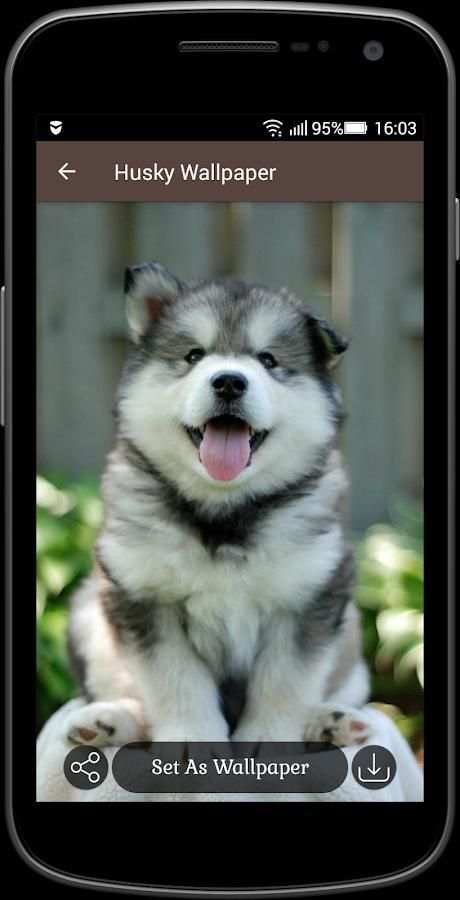 Husky Wallpaper screenshot 2