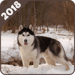 ikon Husky Wallpaper