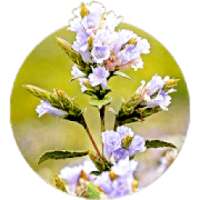 Neelakurinji 2018 on 9Apps