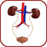 Urology and Nephrology Mnemonics on 9Apps