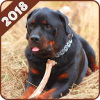 Rottweiler Wallpaper on 9Apps