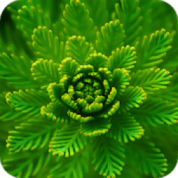 Macro Wallpapers आइकन