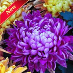 Beautiful Flowers HD Wallpaper 1.0