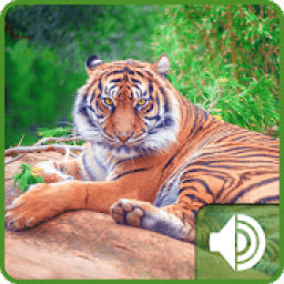 ikon Tiger Sounds