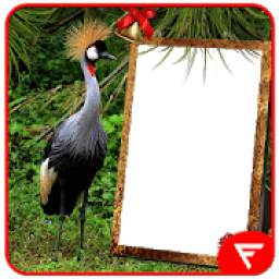 African Crowned Crane Insta DP