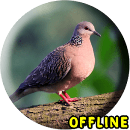 Suara Burung Tekukur Pikat icon