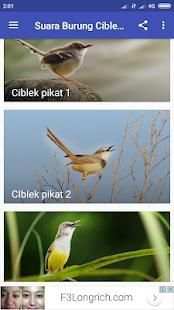 Suara Burung Ciblek Pikat screenshot 5