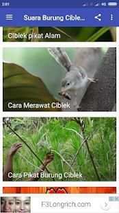 Suara Burung Ciblek Pikat screenshot 4