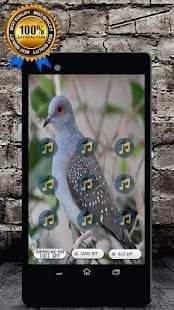 Diamond Dove Bird Call : Diamond Dove Sounds screenshot 1