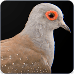 Diamond Dove Bird Call : Diamond Dove Sounds icon