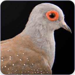 Diamond Dove Sounds 1.0.0