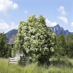 ikon The meeting bush