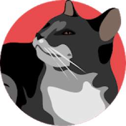 Races des Chats 1.0