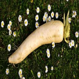 Daikon For Health