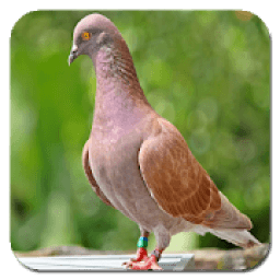 Melatih Merpati Balap icon