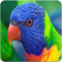 Rainbow Lorikeet Singing : Rainbow Lorikeet Song