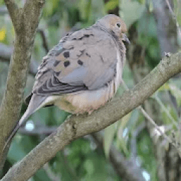 Mourning Dove Coo Call Sound आइकन