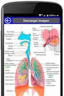 anatomia humana gratis en español screenshot 2