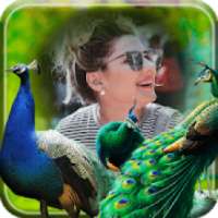 Peacock photo Frame on 9Apps