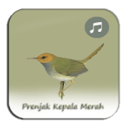 Kicau Prenjak Kepala Merah Merdu icon