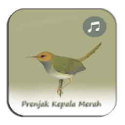 Kicau Prenjak Kepala Merah Top 1.0
