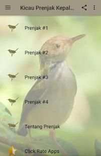 Kicau Prenjak Kepala Merah Merdu screenshot 6