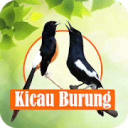 Kicau Burung 1.1
