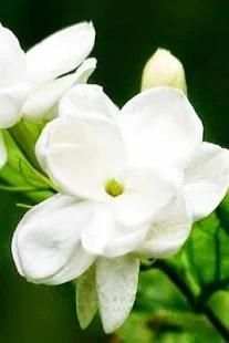 Beauty Jasmine Wallpaper screenshot 8