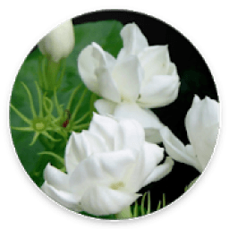 Beauty Jasmine Wallpaper icon