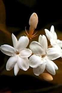 Beauty Jasmine Wallpaper screenshot 3
