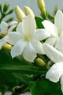 Beauty Jasmine Wallpaper screenshot 5