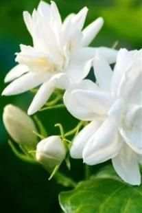 Beauty Jasmine Wallpaper screenshot 6