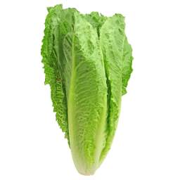 Romaine Lettuce For Health