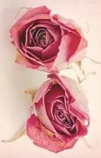 Rose GIF Live Wallpaper * screenshot 3