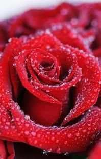 Rose GIF Live Wallpaper * screenshot 4