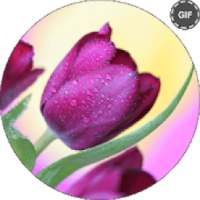 Rose GIF Live Wallpaper * on 9Apps