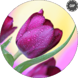 Rose GIF Live Wallpaper * أيقونة