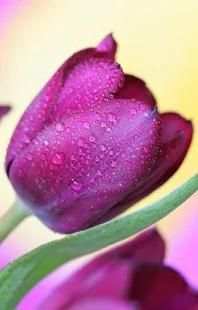 Rose GIF Live Wallpaper * screenshot 2