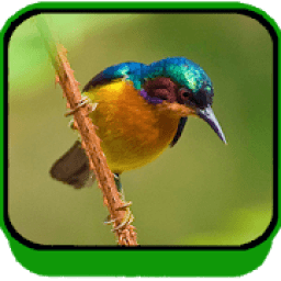 Suara Burung Kolibri Sepah Raja icon